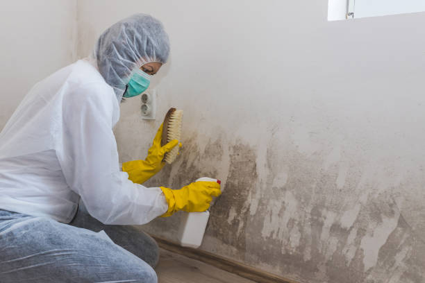Best Industrial Mold Remediation in Rochester Hills, MI