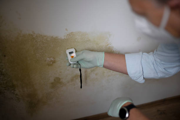 Best Crawl Space Mold Remediation in Rochester Hills, MI