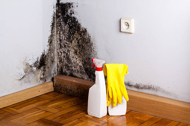 Best Residential Mold Remediation in Rochester Hills, MI