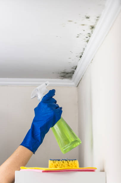 Best Health and Safety Mold Remediation in Rochester Hills, MI