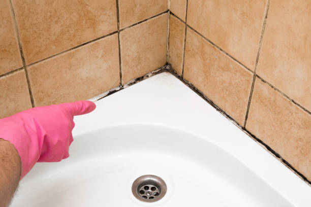 Best Basement Mold Remediation in Rochester Hills, MI